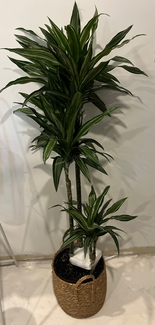 10" Dracaena Warneckii Jumbo 3-2-1
