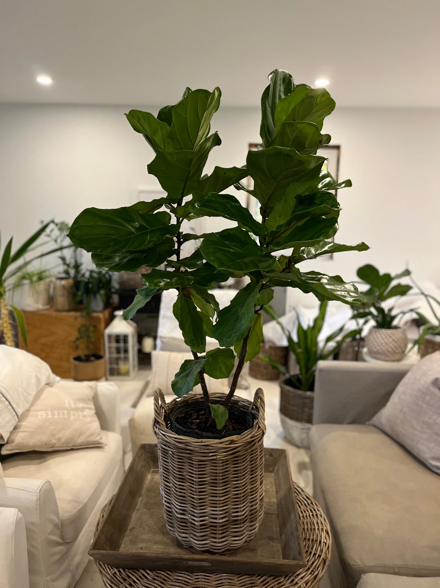 10" Ficus Lyrata