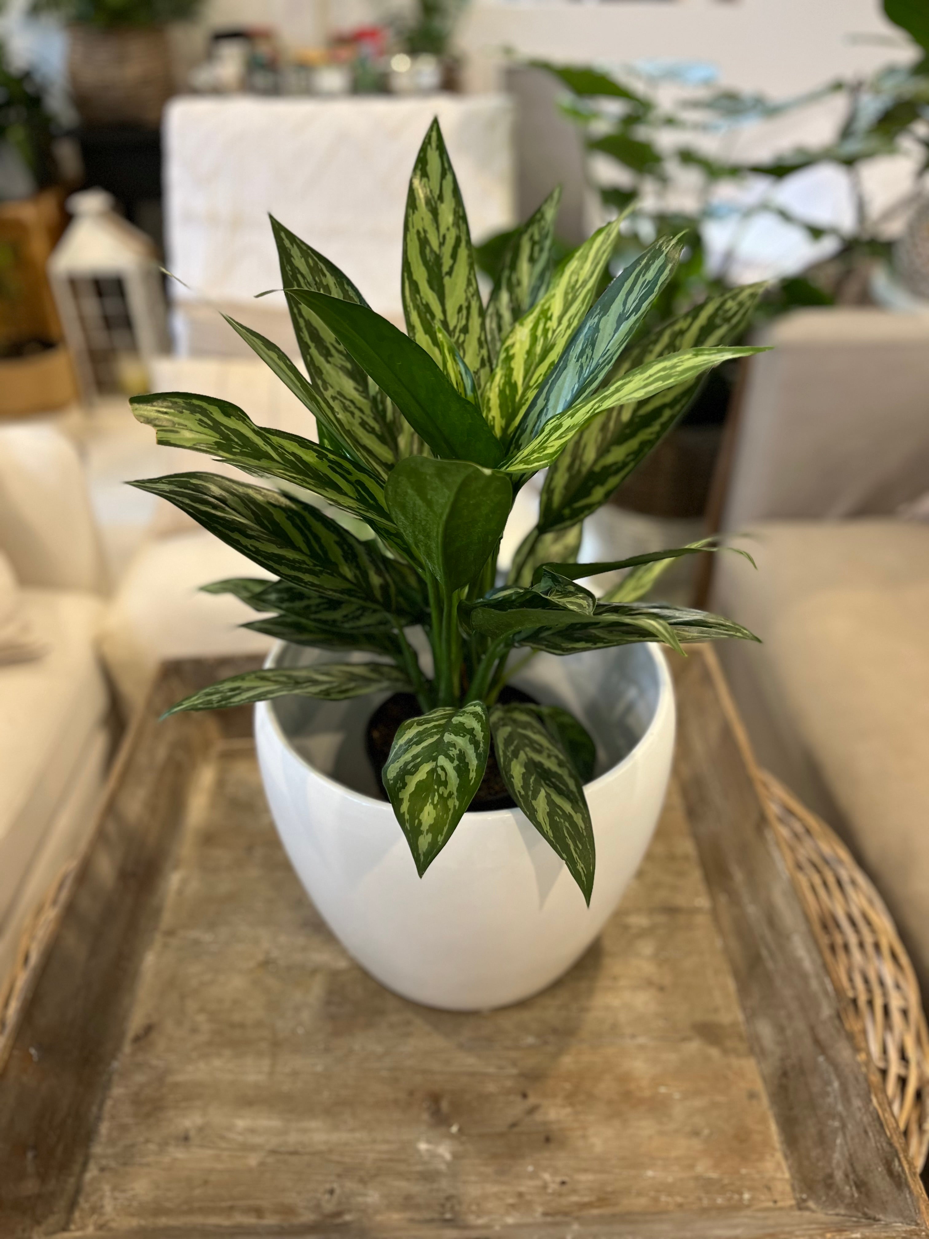 aglaonema golden madonna hardness 6" Aglaonema Golden Madonna – Nicole Pattenden Grow