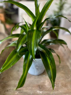 6" Dracaena Corn Plant