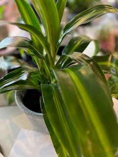 6" Dracaena Corn Plant