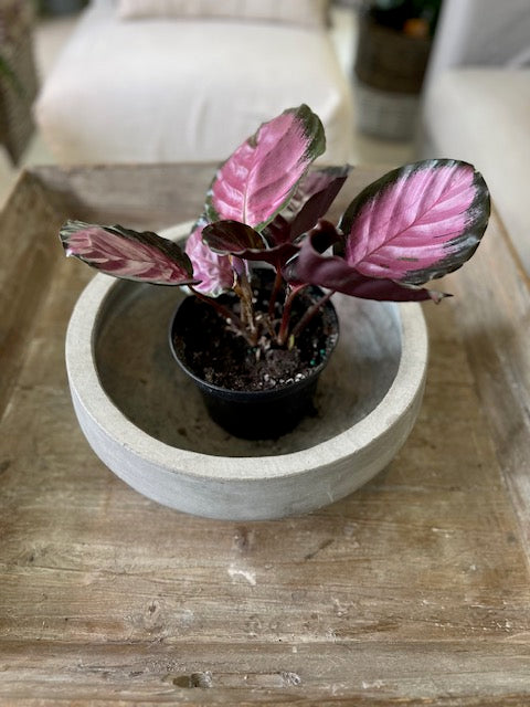 6" Silver Variegated Calathea