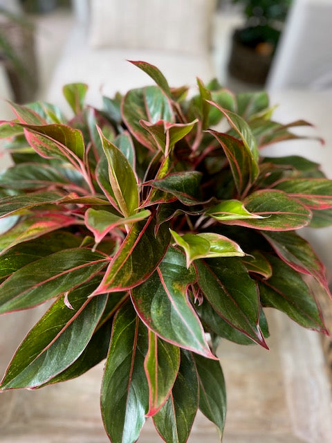 aglaonema nicole 6" Aglaonema Chinese Evergreen