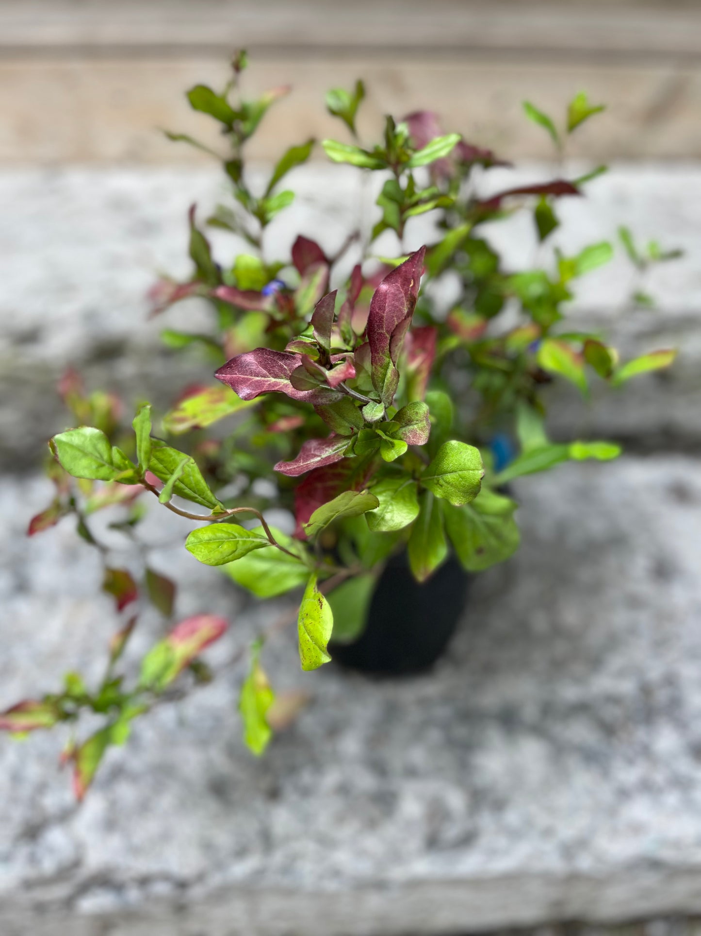 Hardy Plumbago