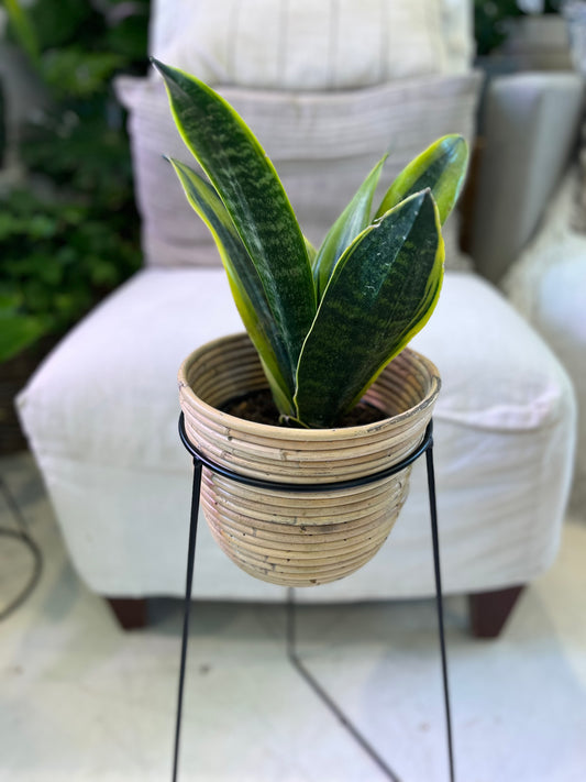 Sansevieria Golden Flames