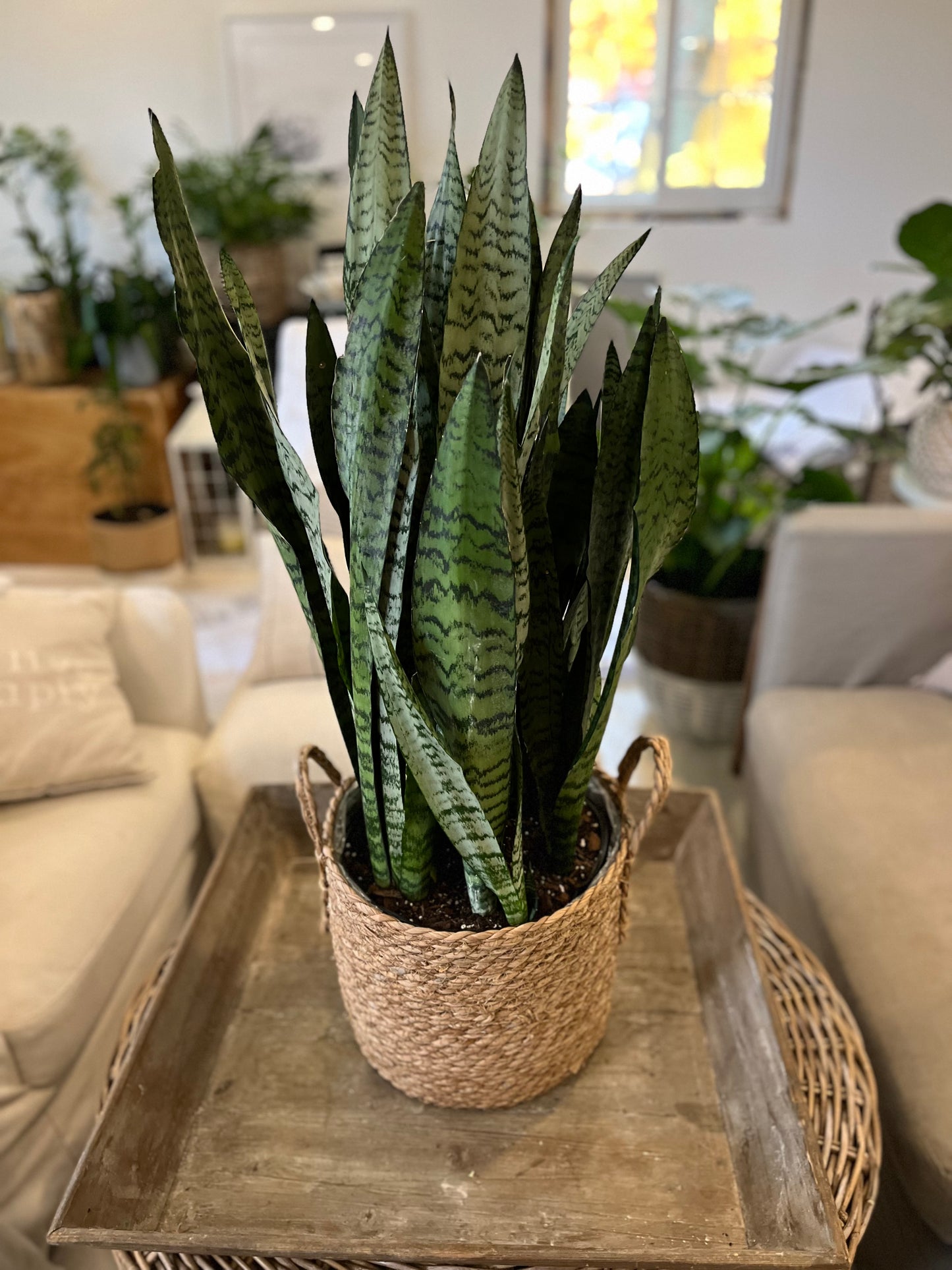 8" Sanseviera Zeylanico