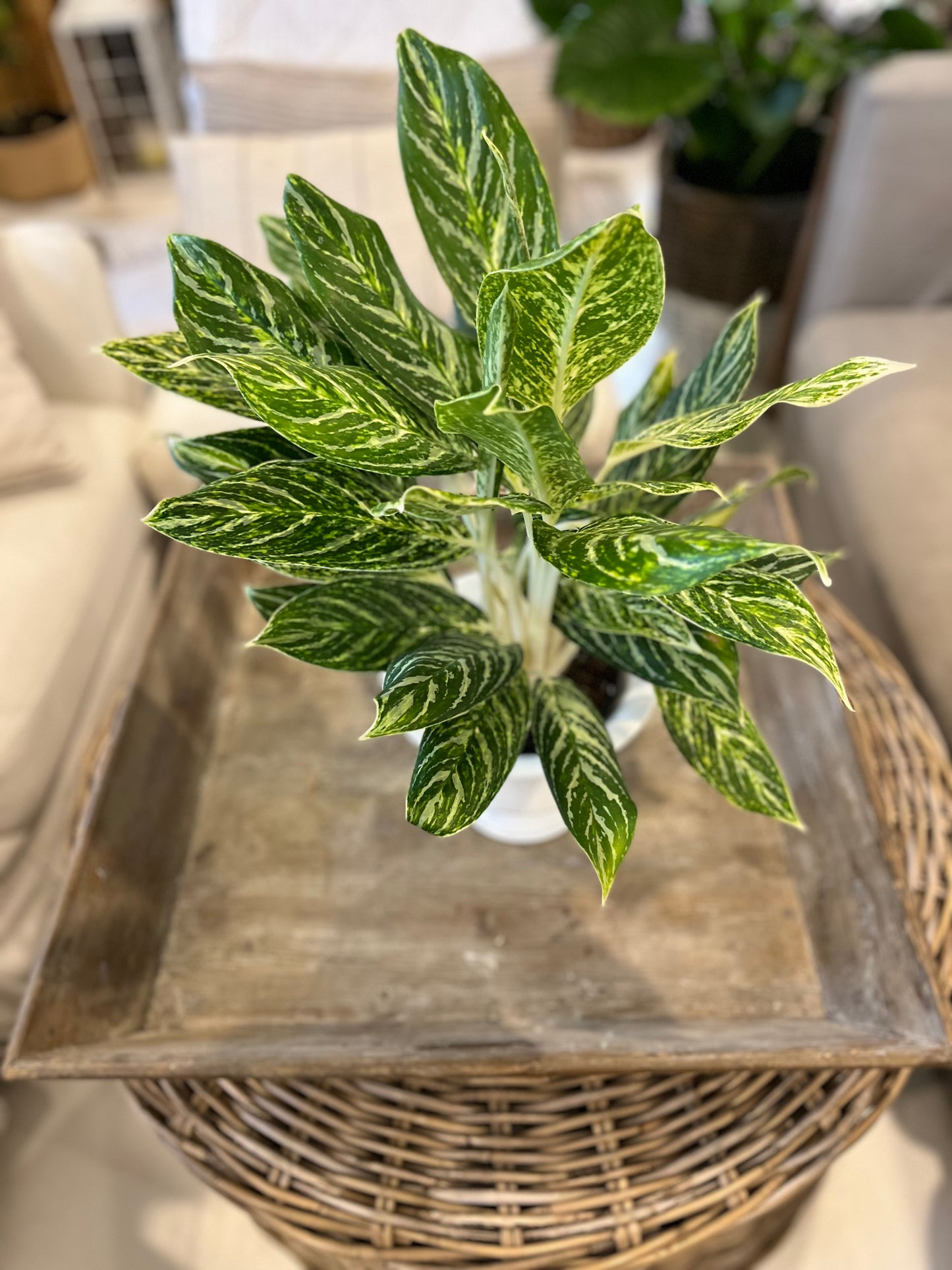 6" Aglaonema Stripes
