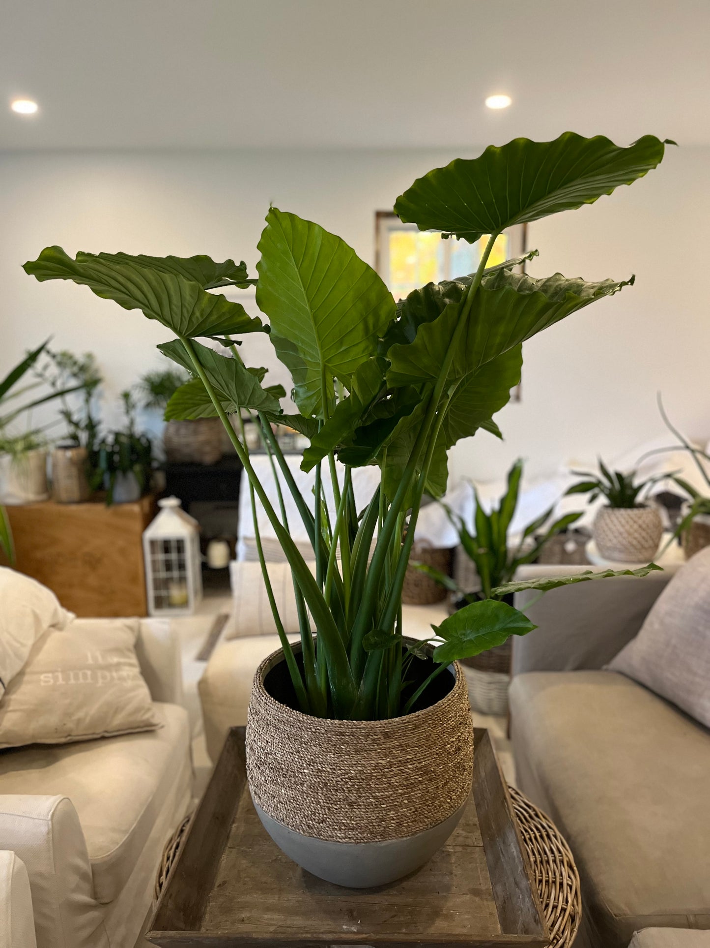 10" Alocasia Odara