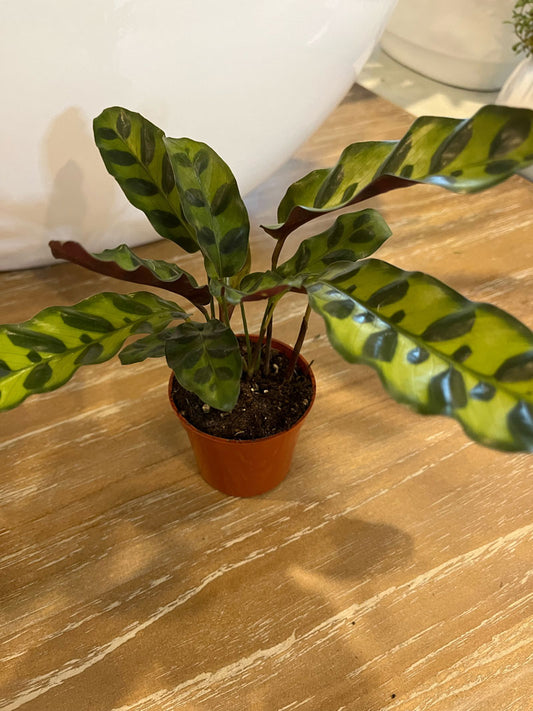 4" Calathea Lancifolia Rattlesnake