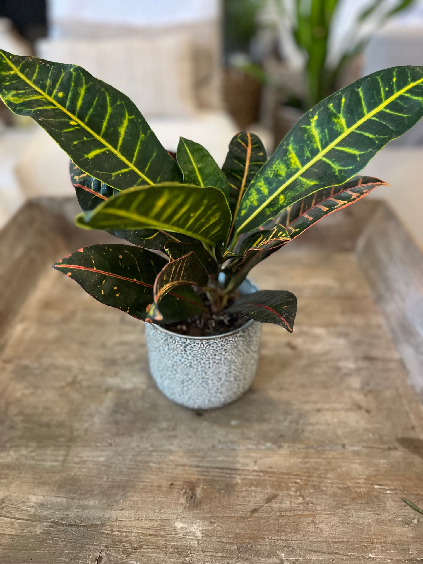 Croton Petra Plant