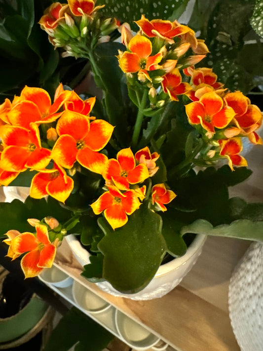 Flaming Katy- Kalanchoe Plant