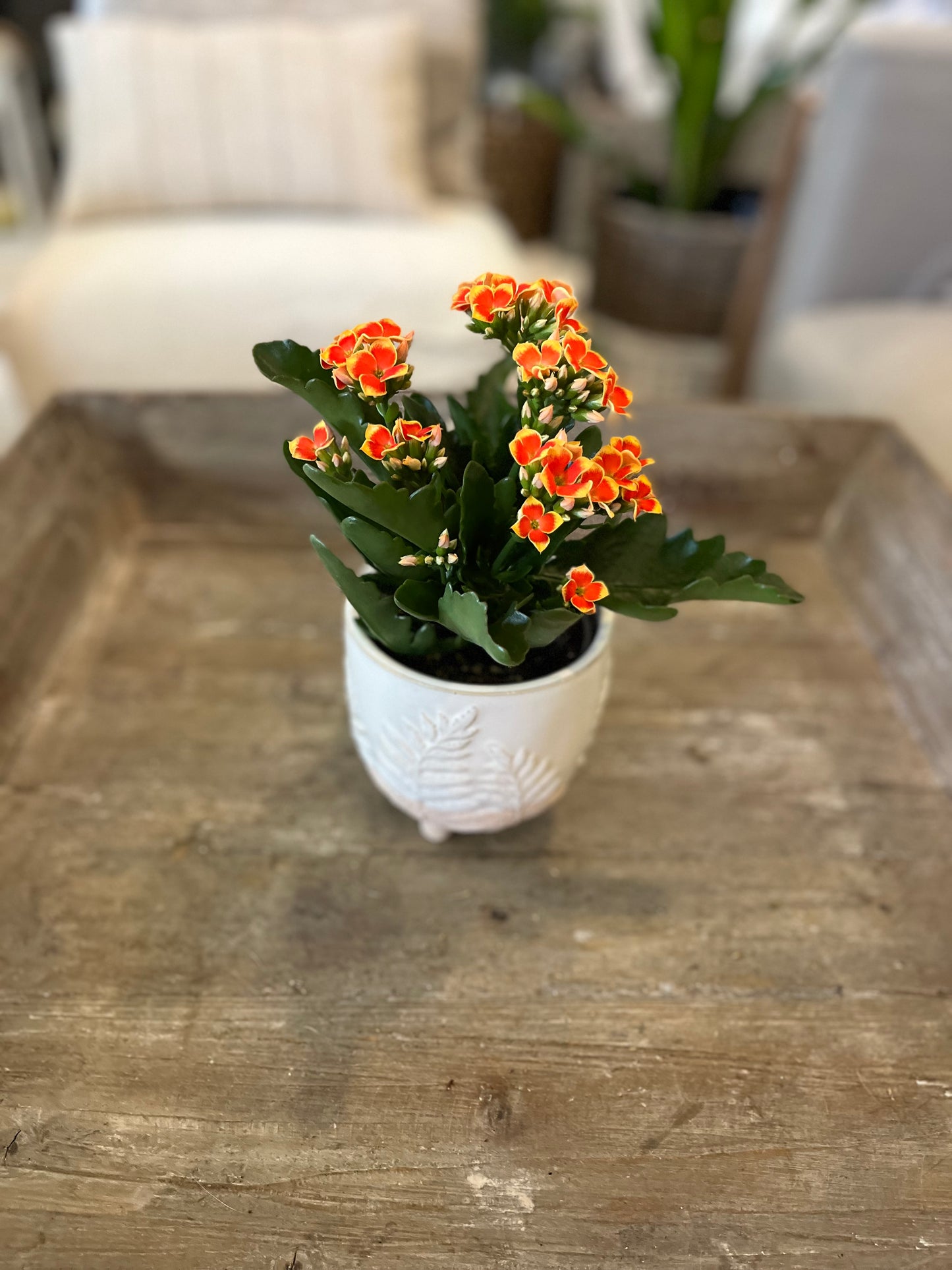 Flaming Katy- Kalanchoe Plant