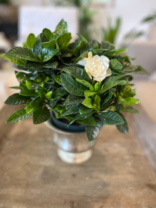 Gardenia Plant