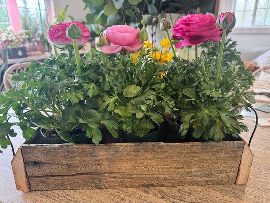 Wooden Box with Plants