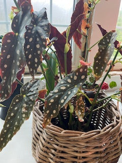 Polka Dot Begonia Plant