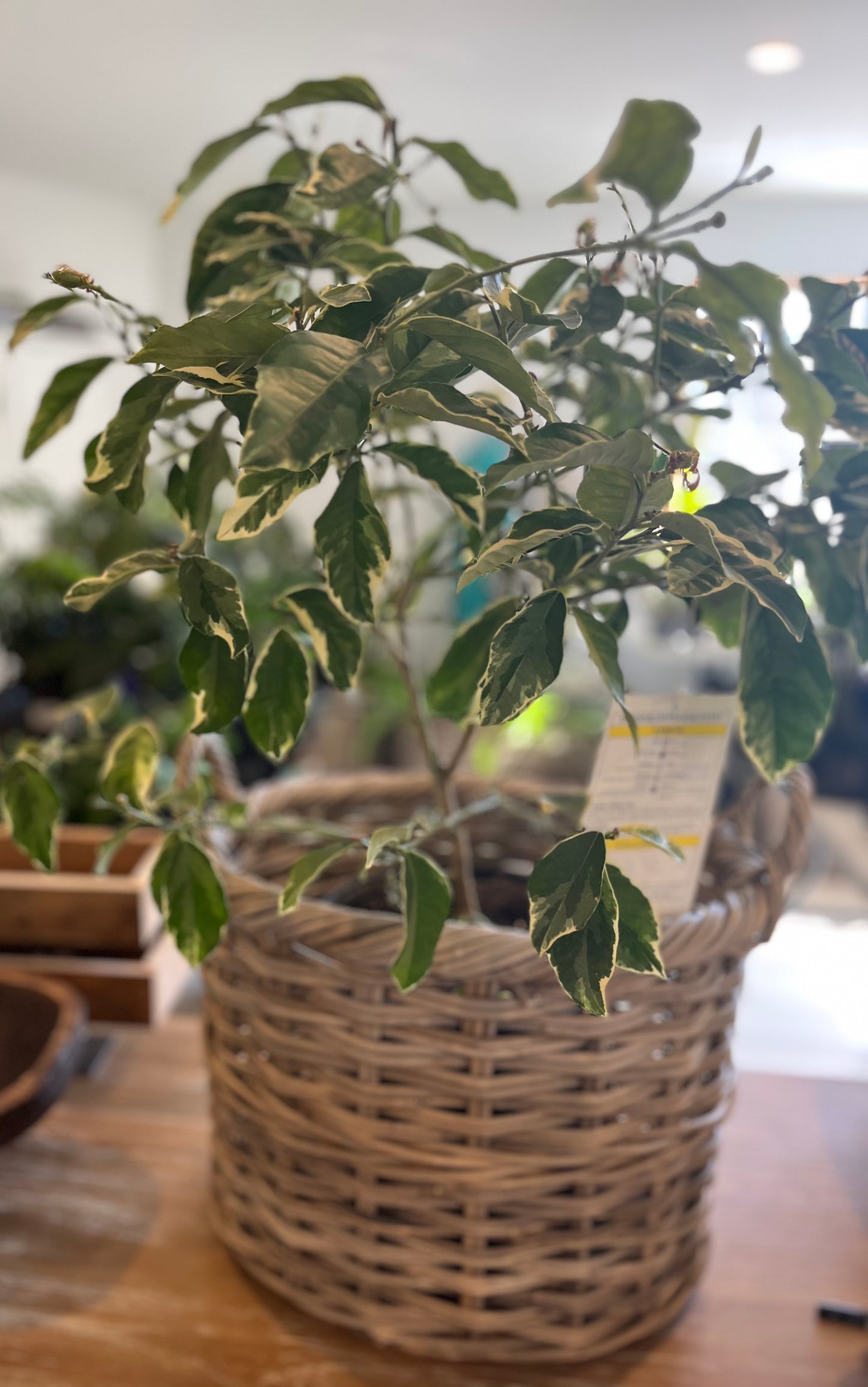 Large basket with handles