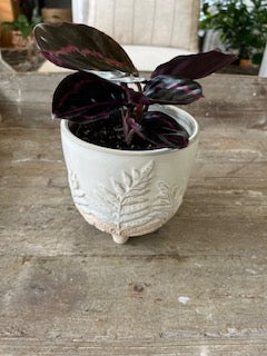 4" Rose Calathea Dottie Plant