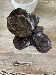 4" Rose Calathea Dottie Plant