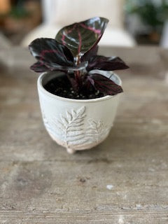 4" Rose Calathea Dottie Plant