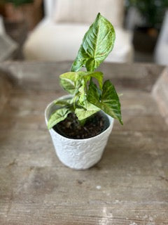 4"Syngonium Confetti Plant