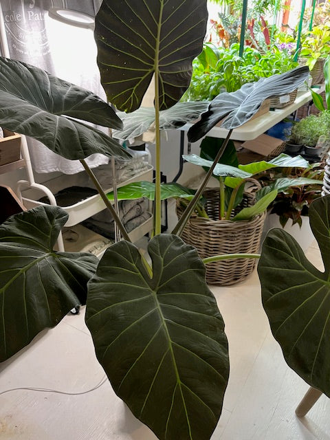 Large Elephant Ears (Alocasia)Plant