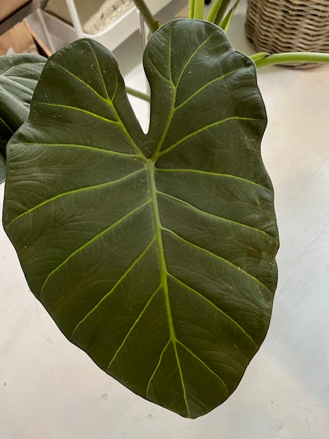 Large Elephant Ears (Alocasia)Plant