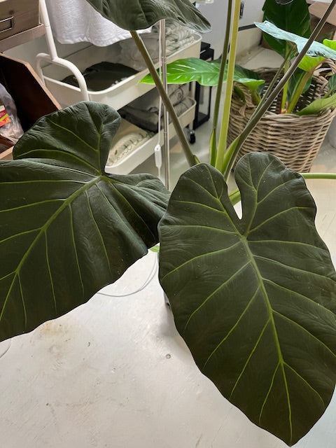 Large Elephant Ears (Alocasia)Plant