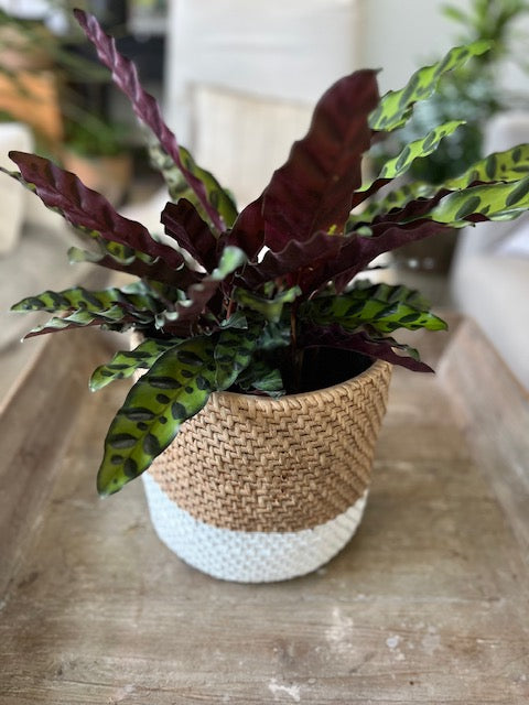 8" Calathea Lancifolia Rattlesnake