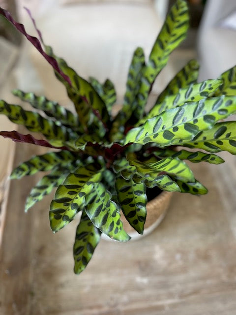 8" Calathea Lancifolia Rattlesnake