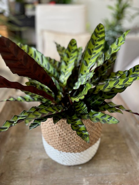 8" Calathea Lancifolia Rattlesnake