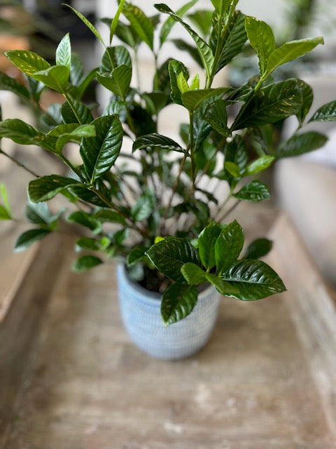 6" Gardenia Bush