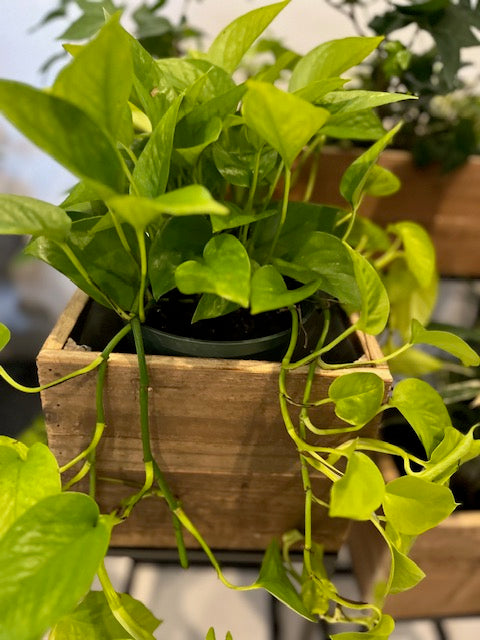 6" Pothos Neon