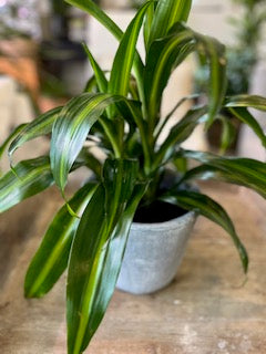 6" Dracaena Corn Plant