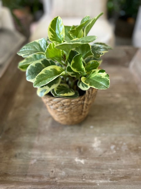 6" Peperomia BabyRubberplant