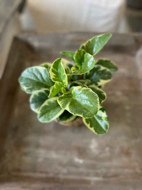 6" Peperomia BabyRubberplant