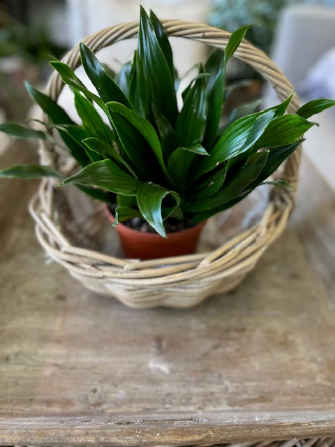 6" Dracaena "Janet Craig"