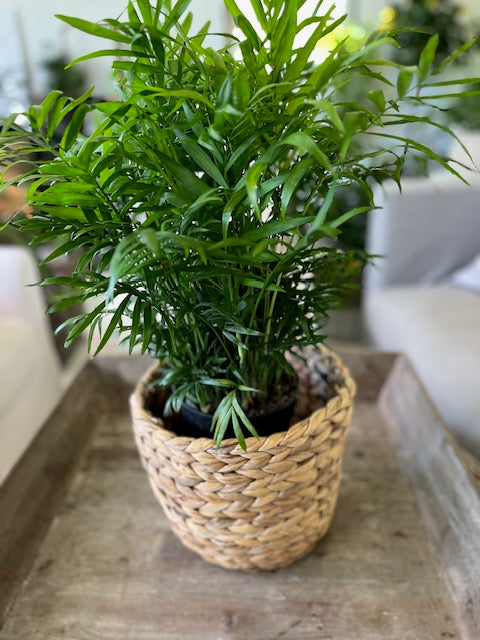 6" Parlour Palm Plant