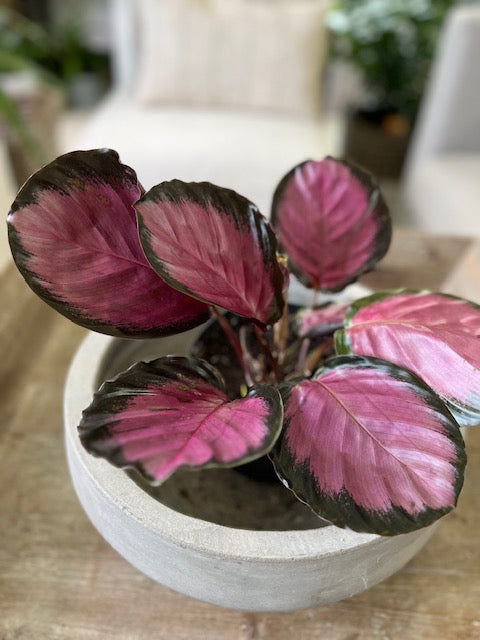 6" Silver Variegated Calathea