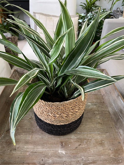 Stripped Dracaena Plant