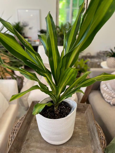 White Soft Lined Basket