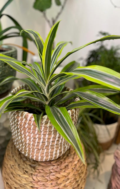 6" Lemon Lime Dracaena