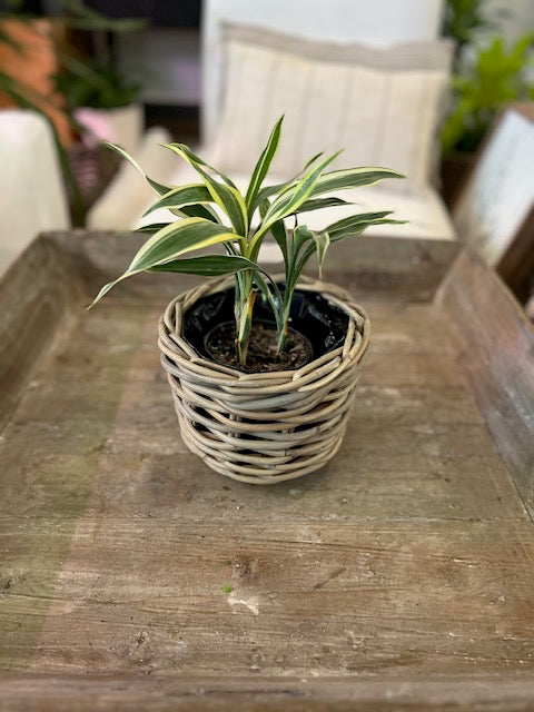 4" Dracaena- Lucky Bamboo