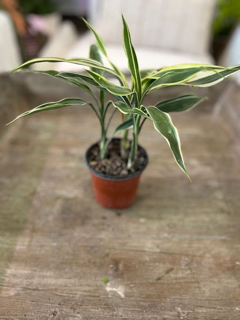 4" Dracaena- Lucky Bamboo