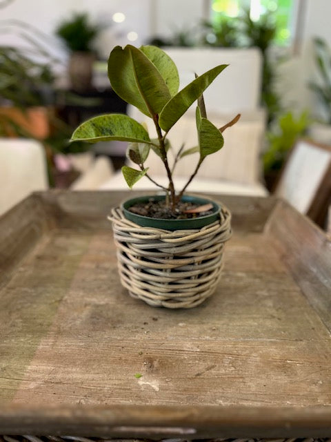 Ficus Shivereana Moonshine Plant