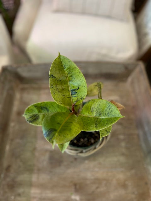 Ficus Shivereana Moonshine Plant