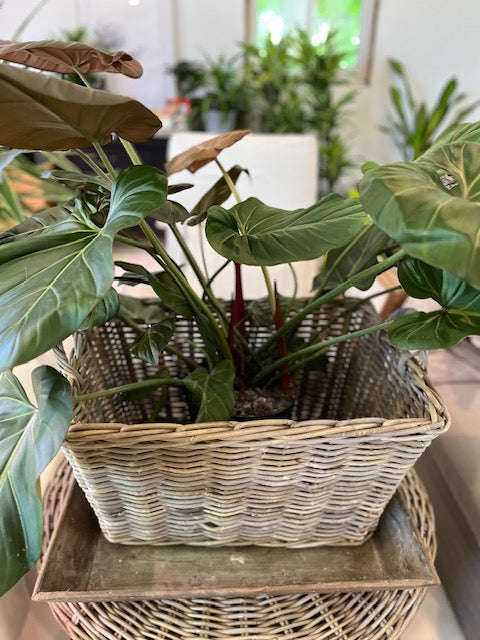 Large 2 Handle Basket