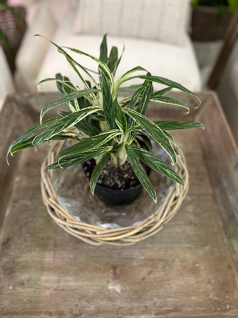 Set of 2 Grey Rattan Lined Planters