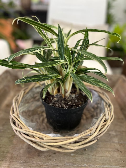 6" Aglaonema Commutatum Rice Plant