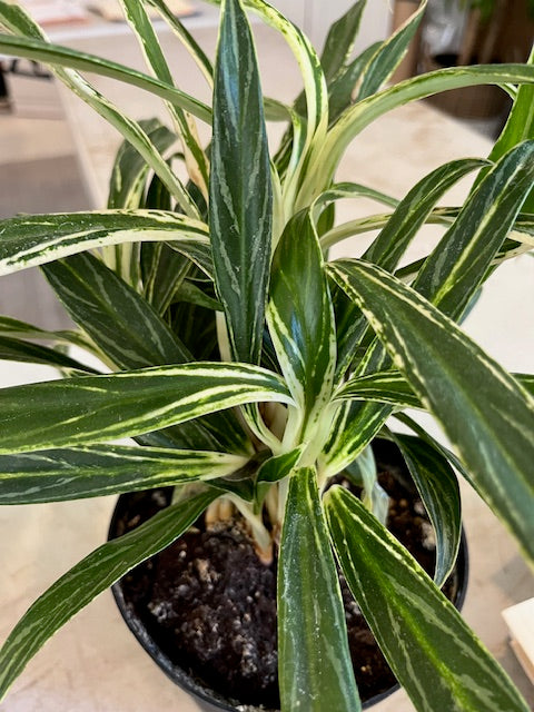 6" Aglaonema Commutatum Rice Plant