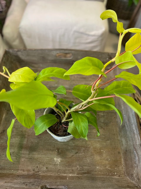 Philodendron "Lemon Lime"